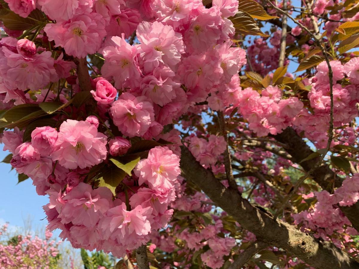 Floral Hotel - Begonia Villa Qingdao Luaran gambar